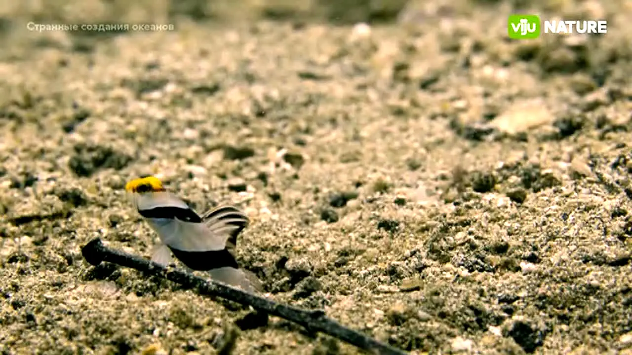 viju Nature en vivo