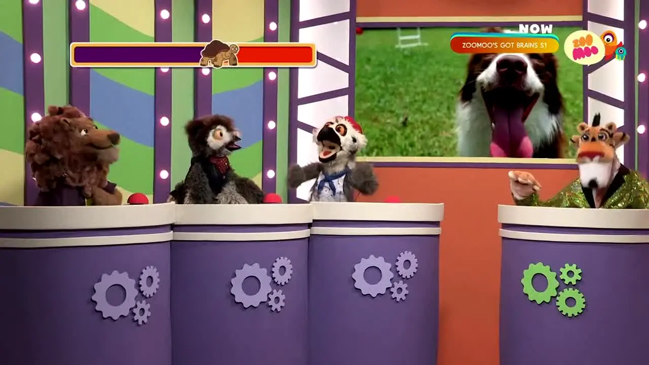 Zoo Moo live