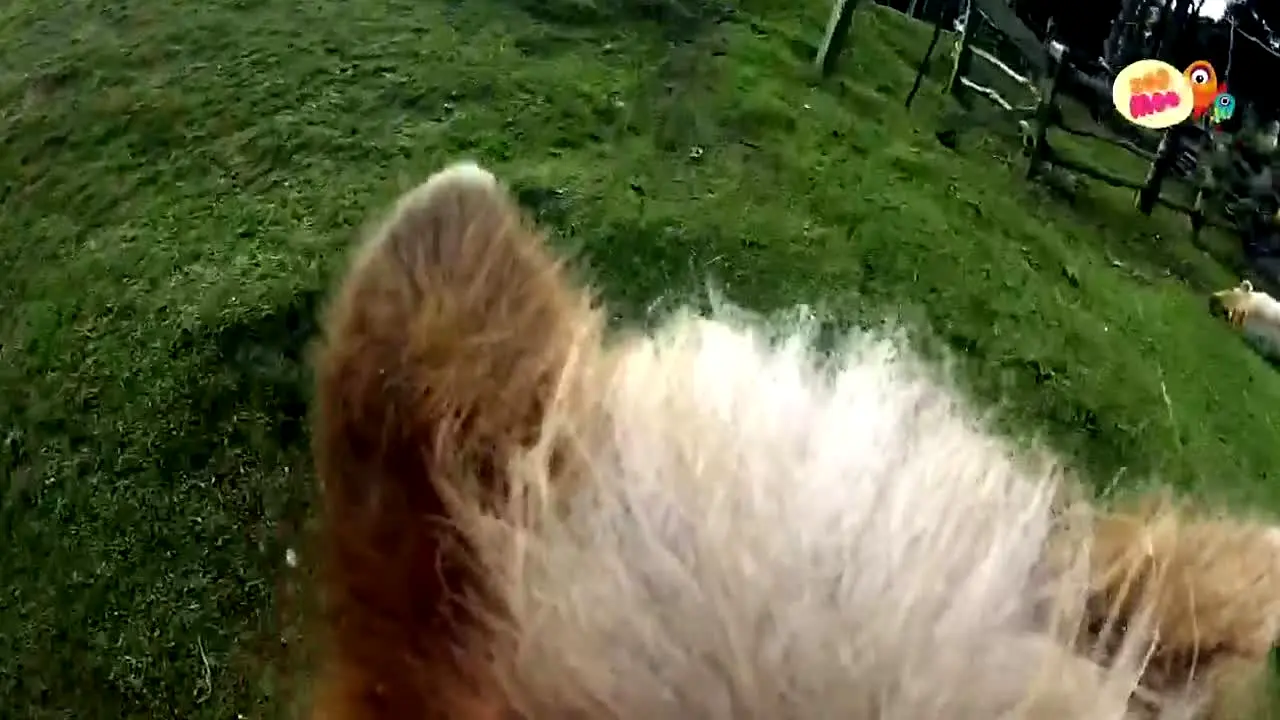 Zoo Moo in diretta