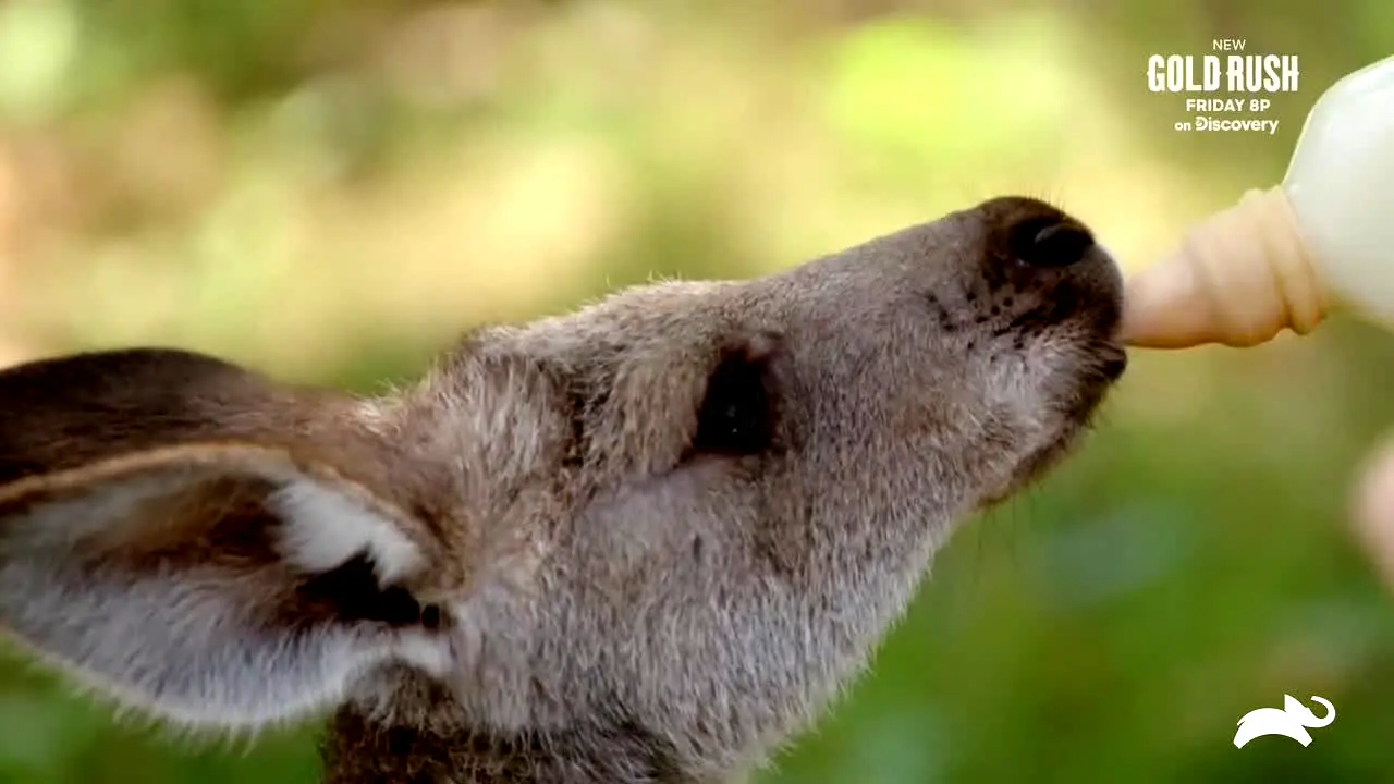 Animal Planet en direct