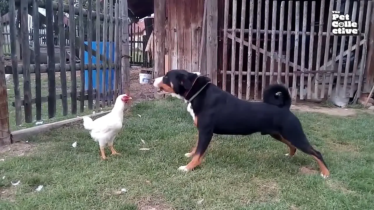 The Pet Collective International live
