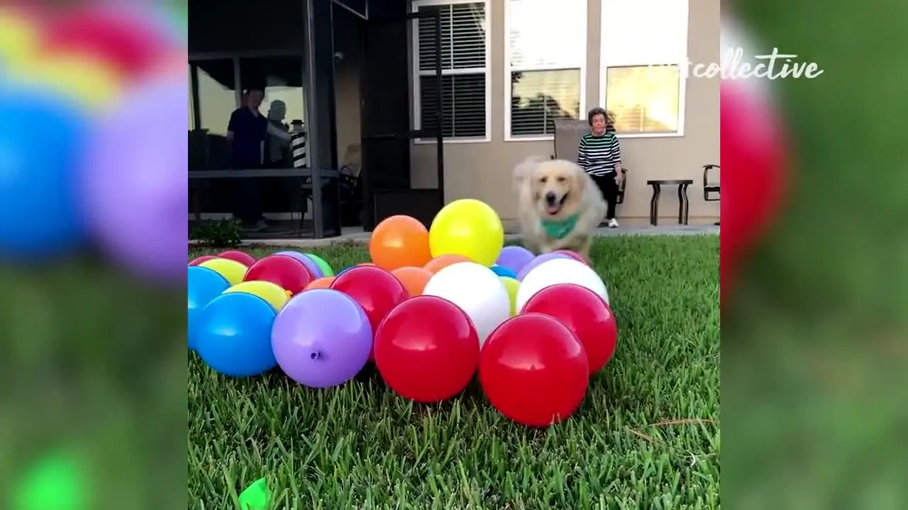 The Pet Collective live