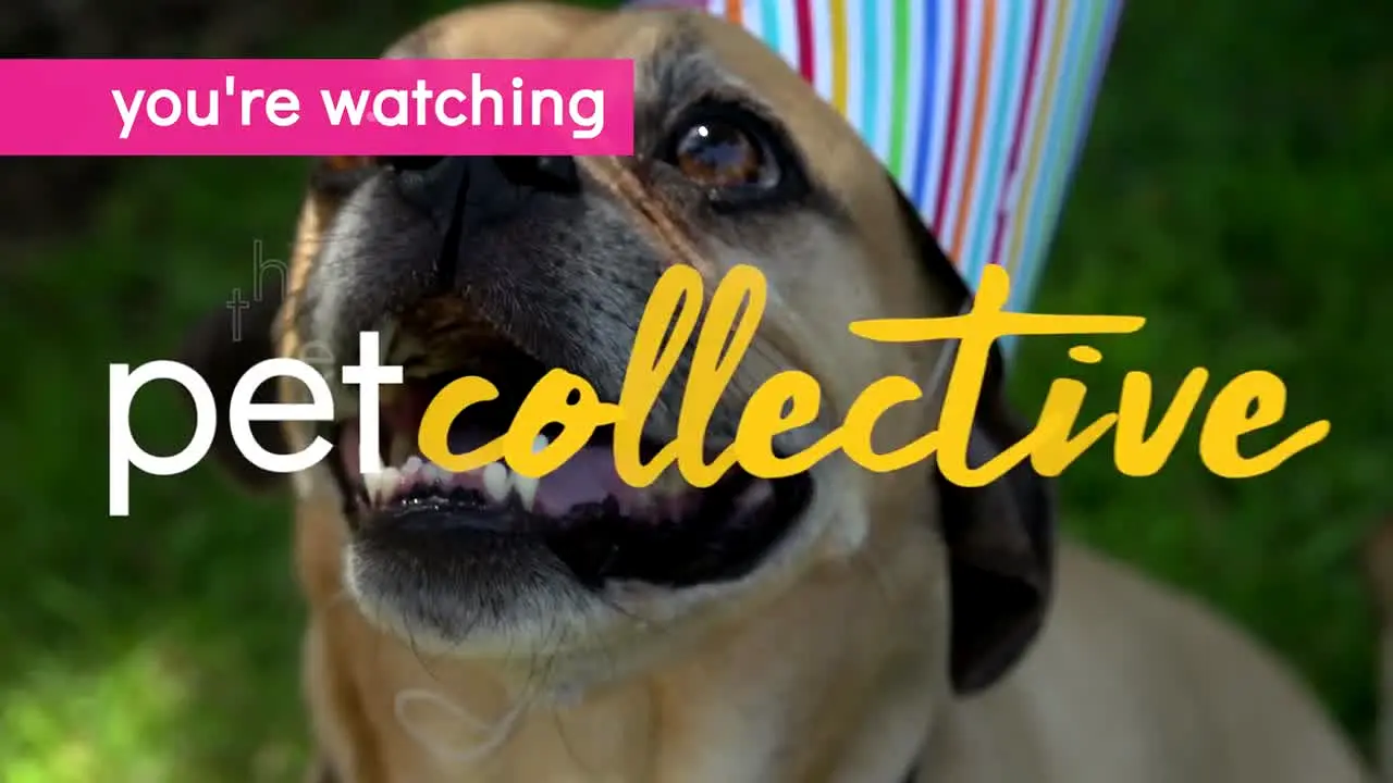 The Pet Collective en vivo
