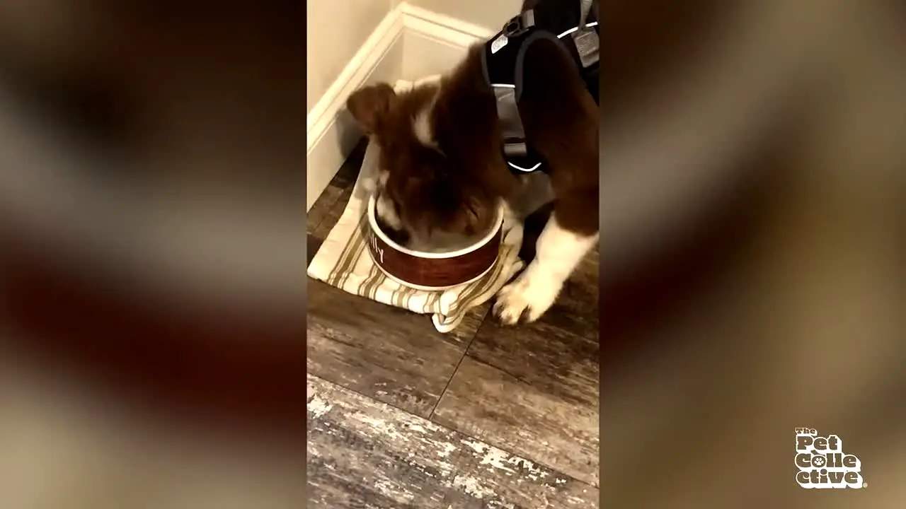 The Pet Collective — прямой эфир
