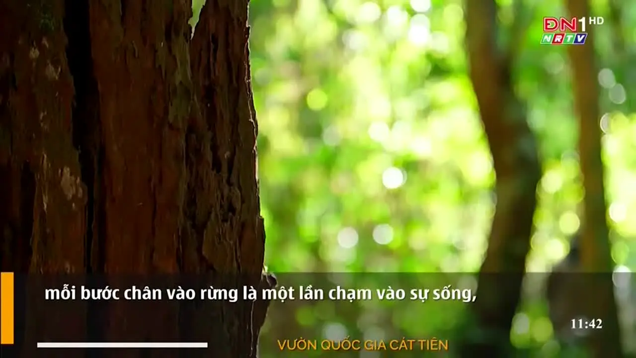 Đồng Nai 1 live