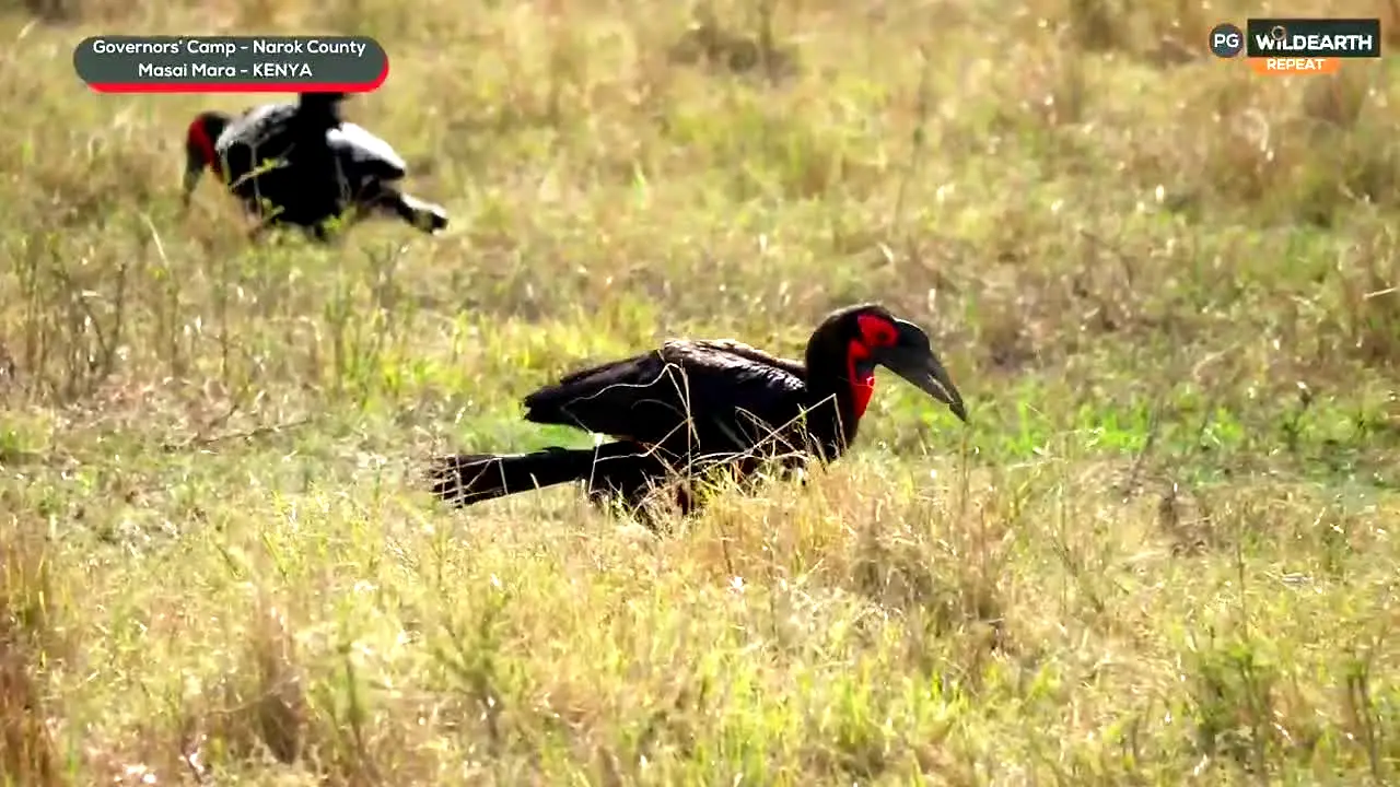 WildEarth ao vivo