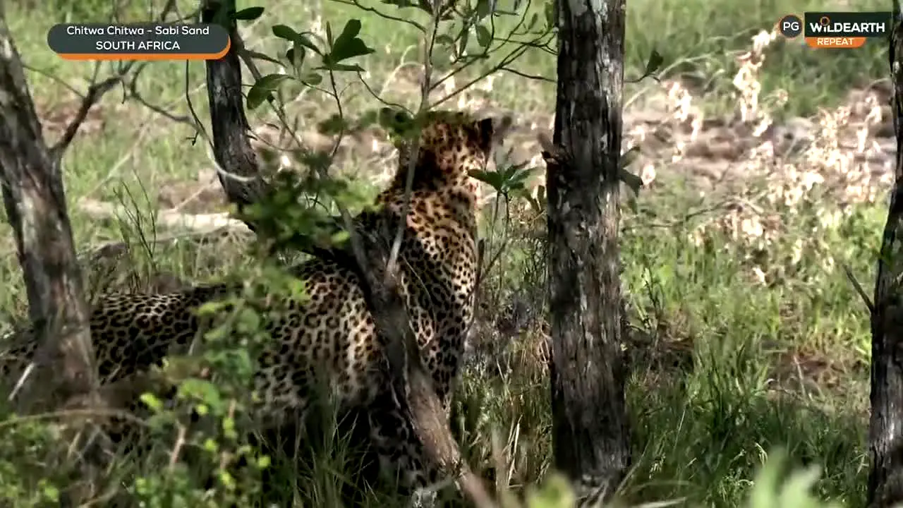 WildEarth live