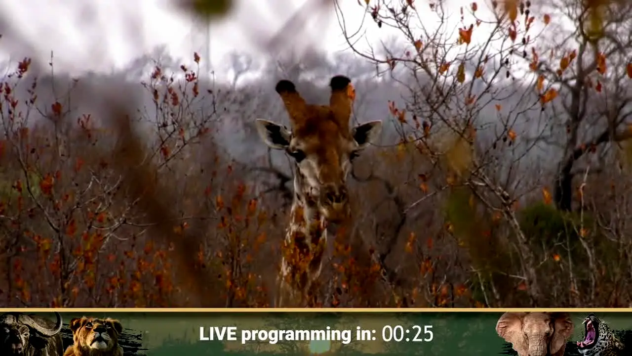 WildEarth live