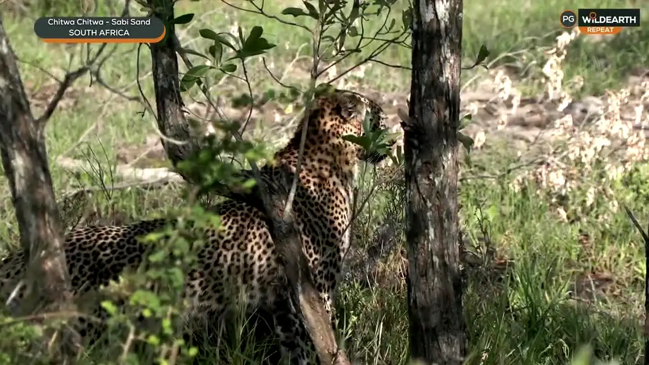 WildEarth — прямой эфир
