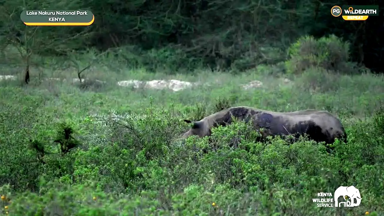 WildEarth live