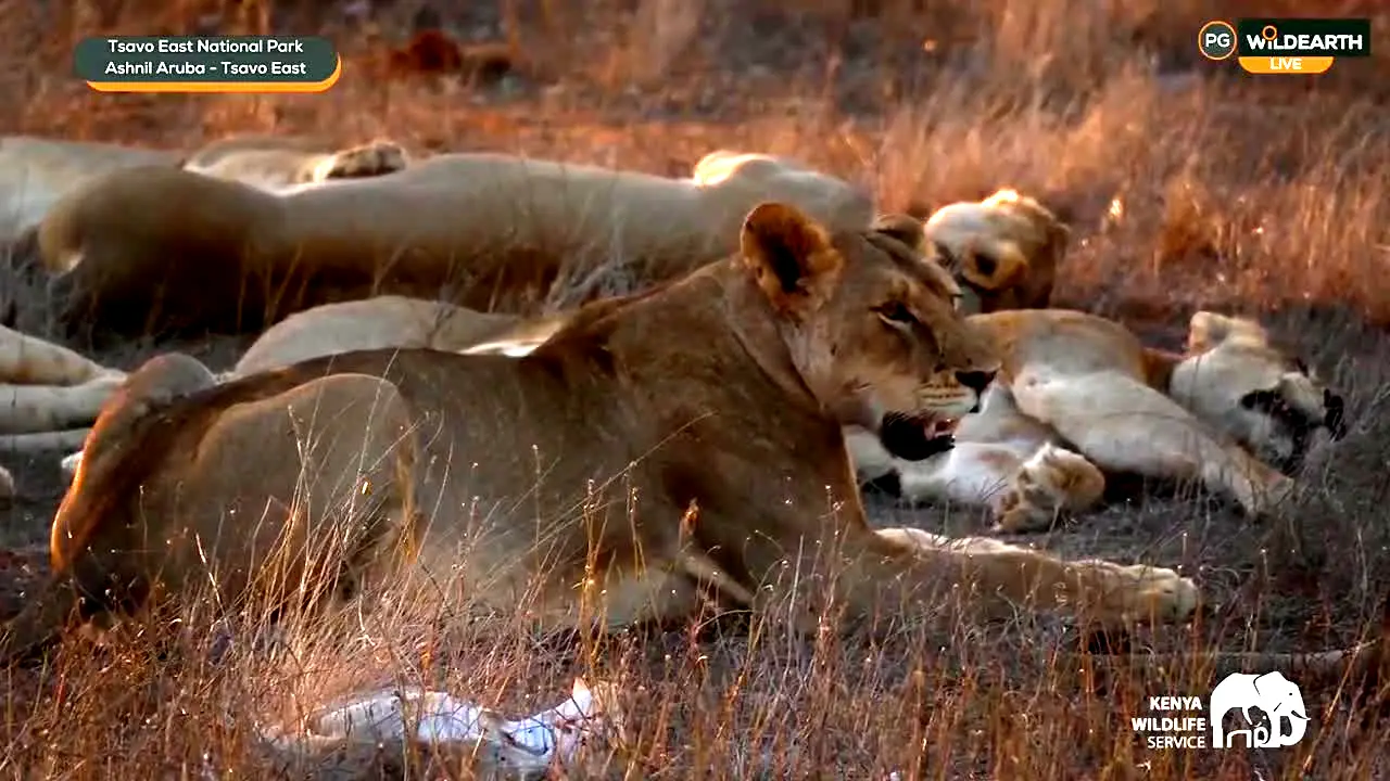 WildEarth en direct