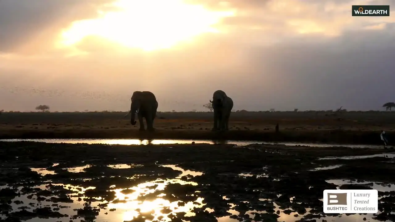 WildEarth na żywo