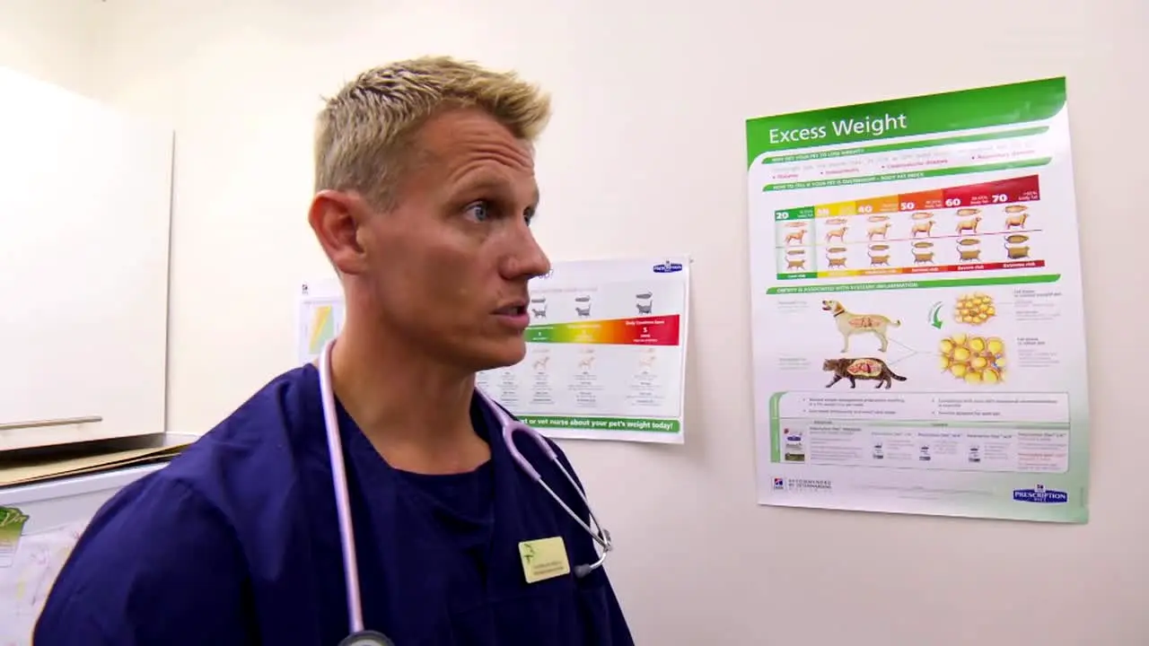 Bondi Vet en vivo