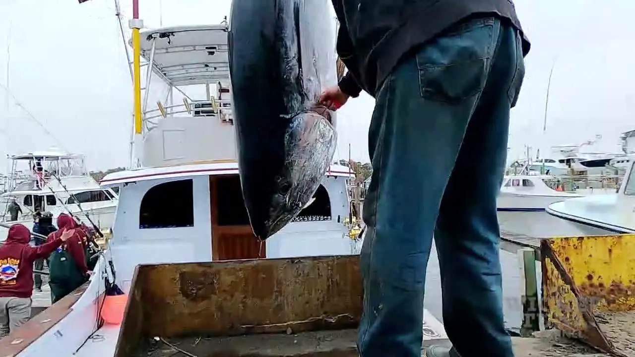 Wicked Tuna live