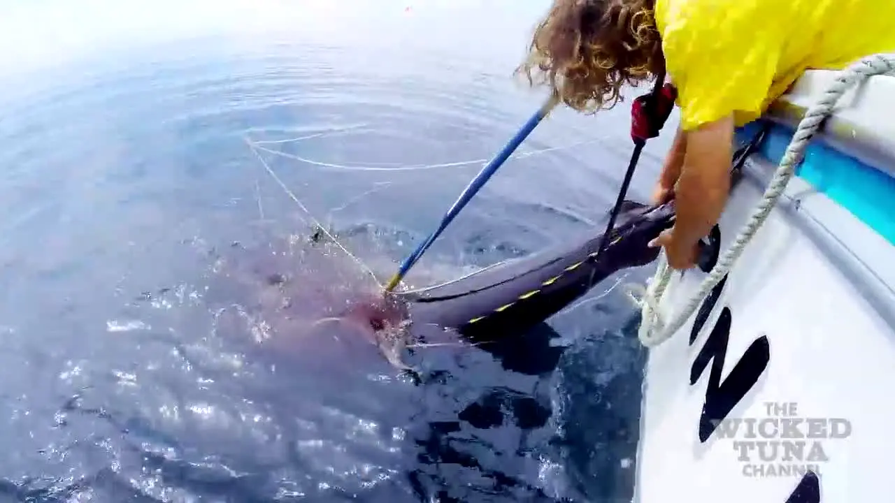 Wicked Tuna en vivo
