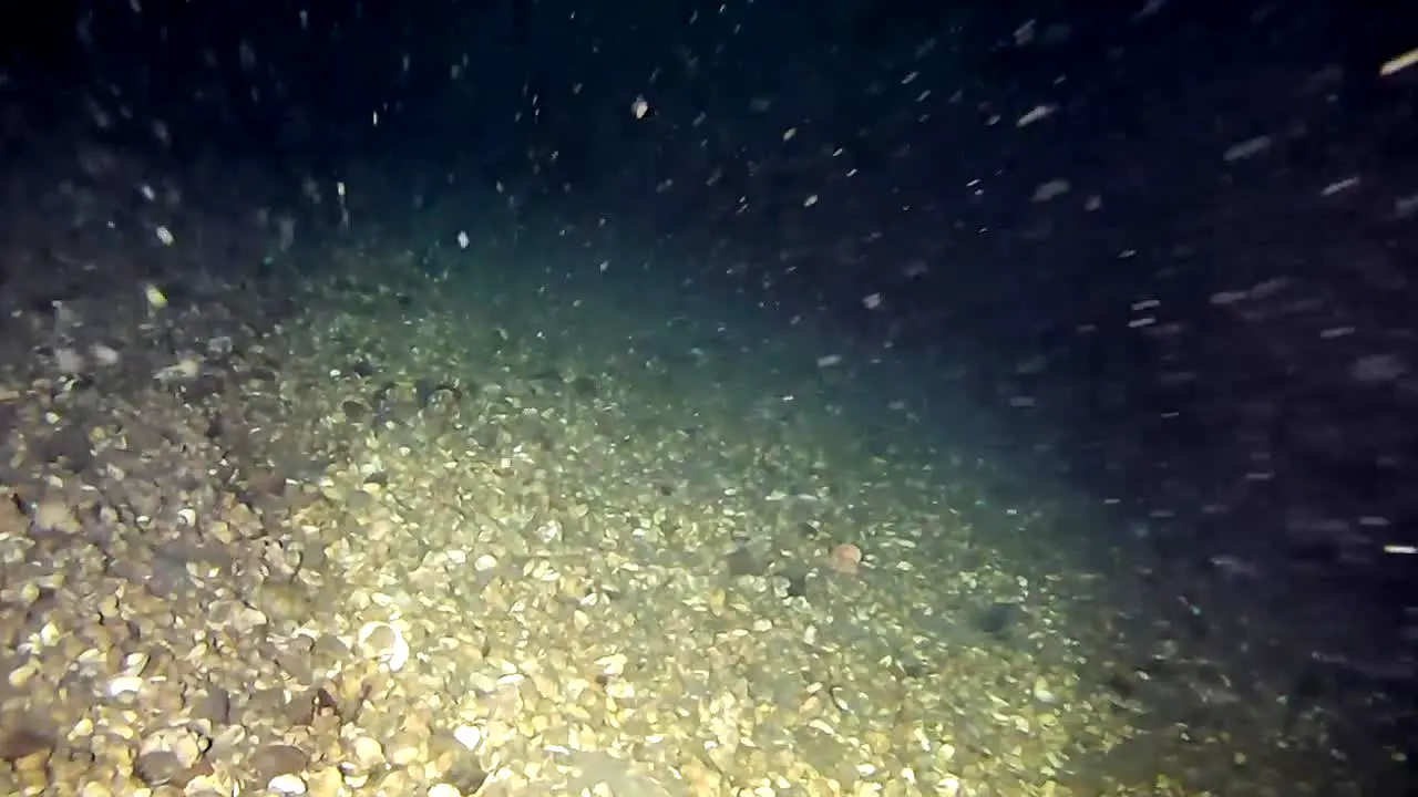 Curiosity Animales ao vivo