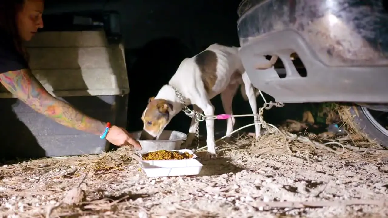 Curiosity Animales en direct