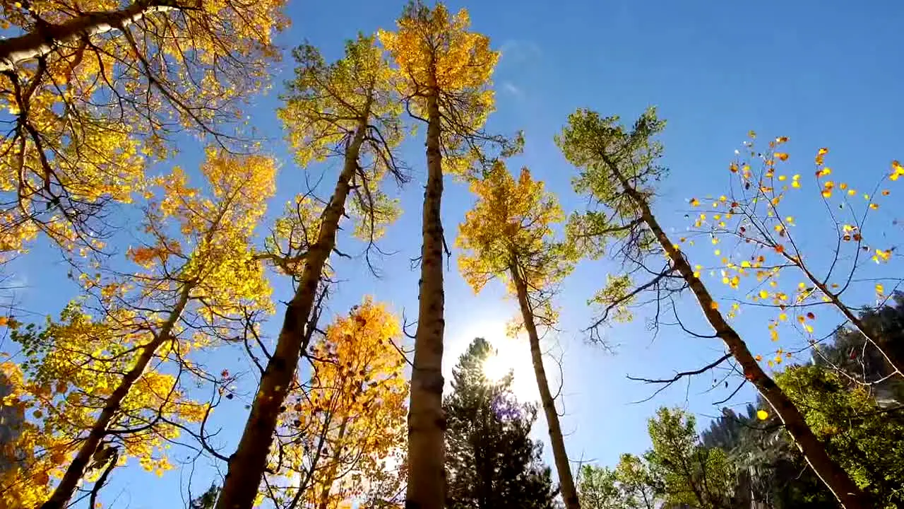 Fall Vibes en direct