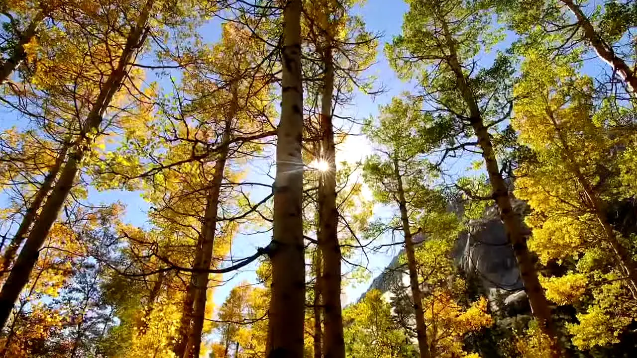 Fall Vibes live