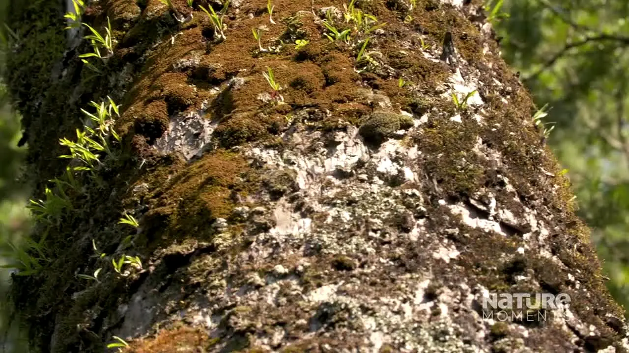 Nature Moments live