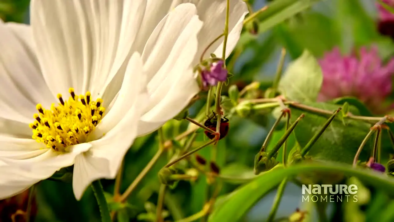 Nature Moments live