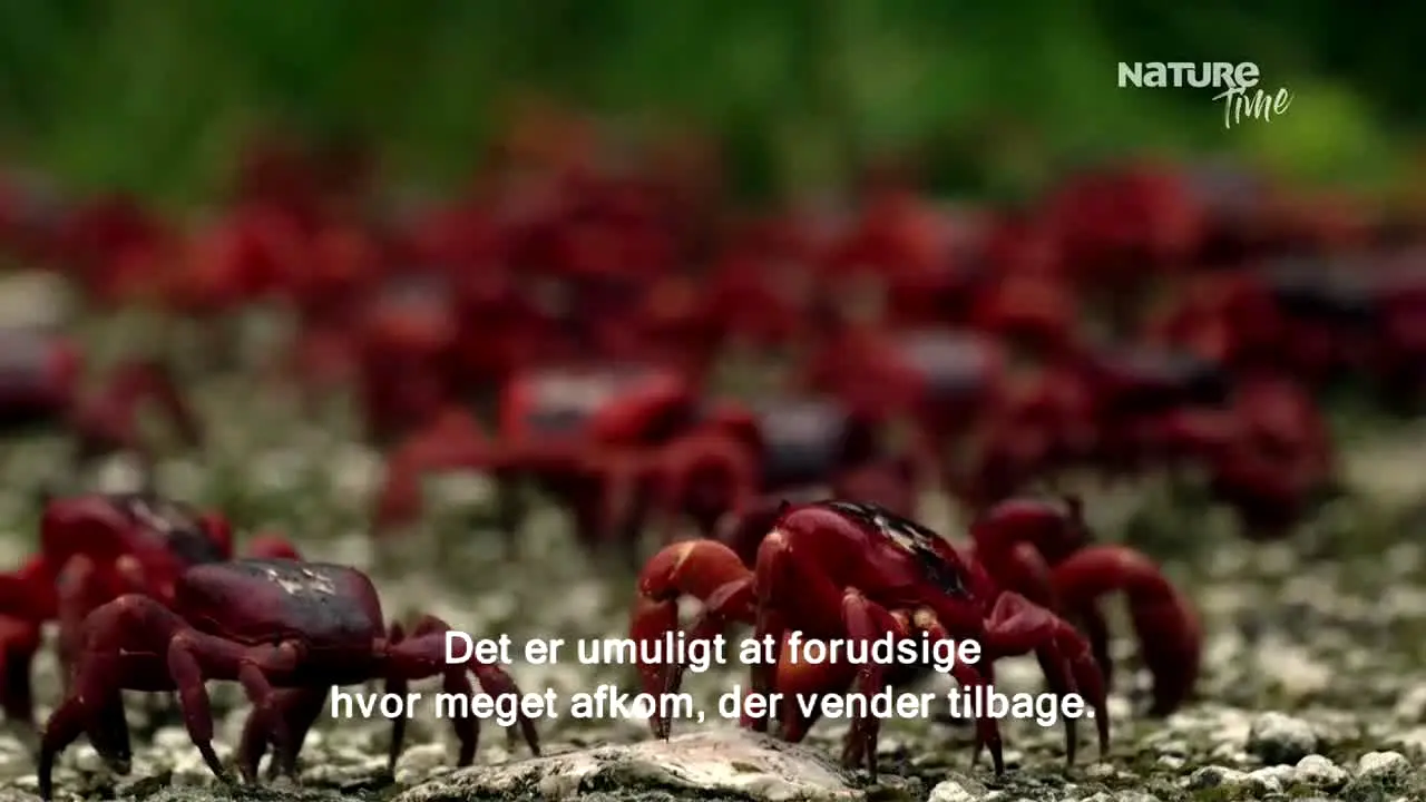NatureTime live