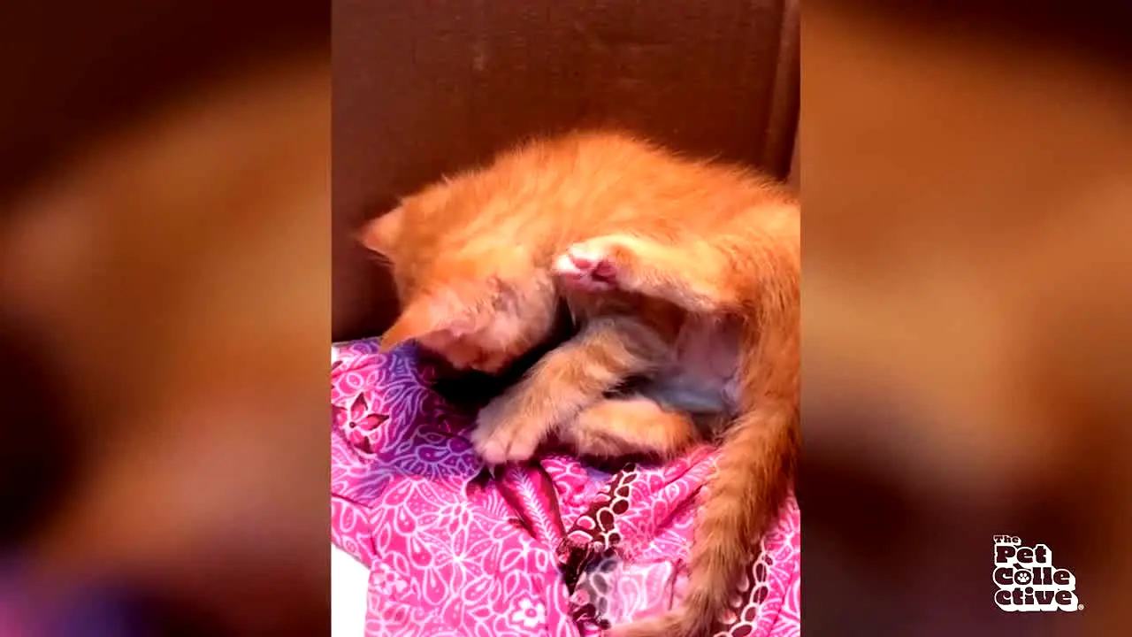 The Pet Collective live