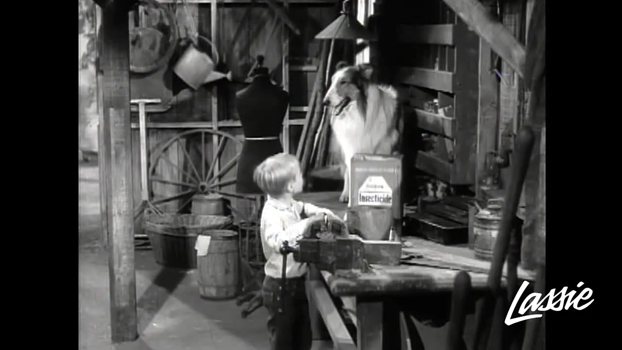 Lassie in diretta