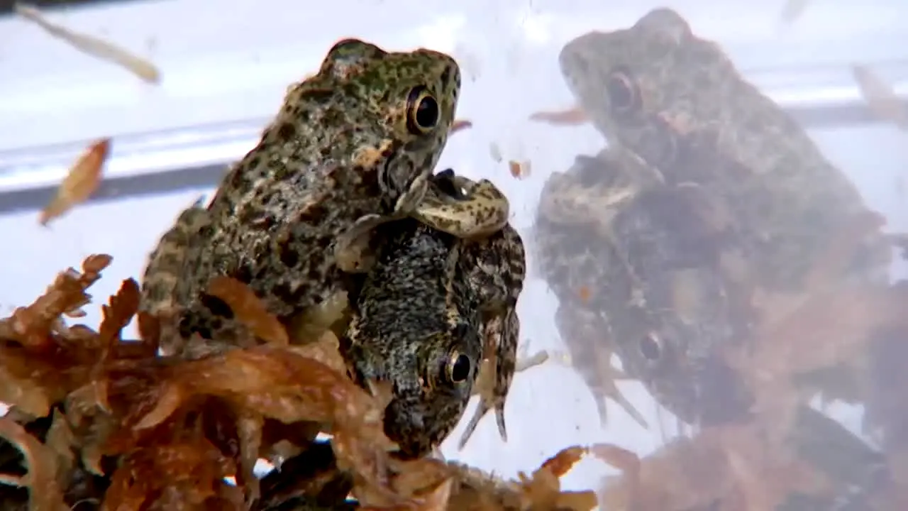 PBS Nature live