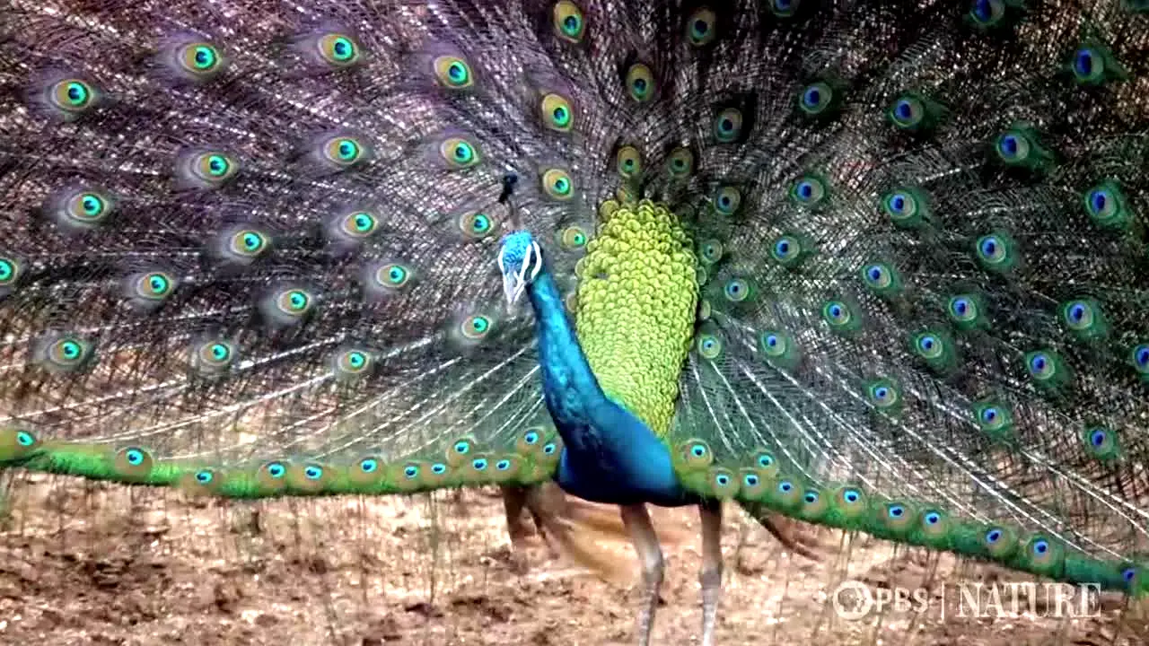 PBS Nature live