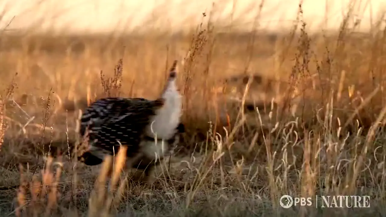 PBS Nature na żywo
