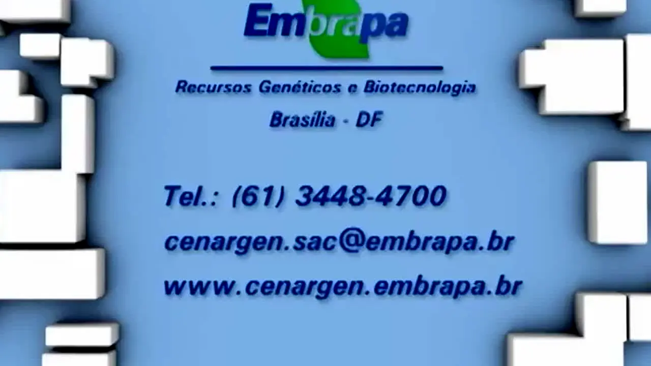 TV Folha do Campo live