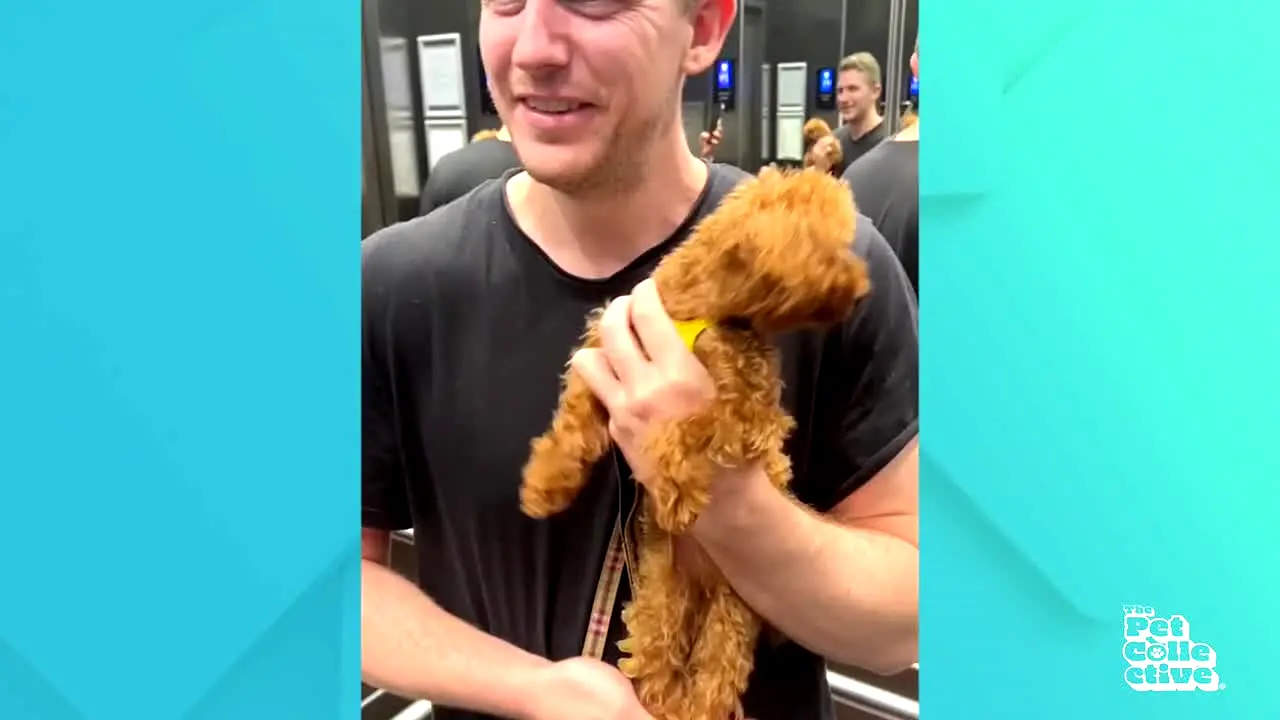 The Pet Collective in diretta