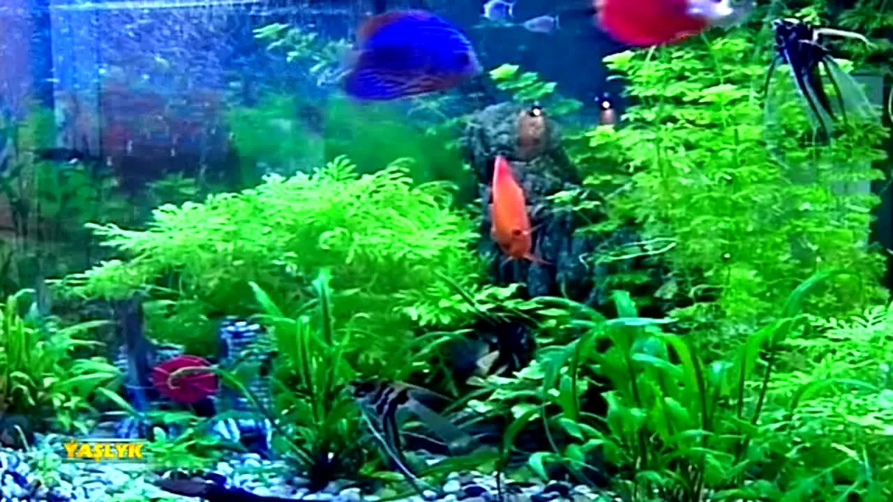 Ýaşlyk live