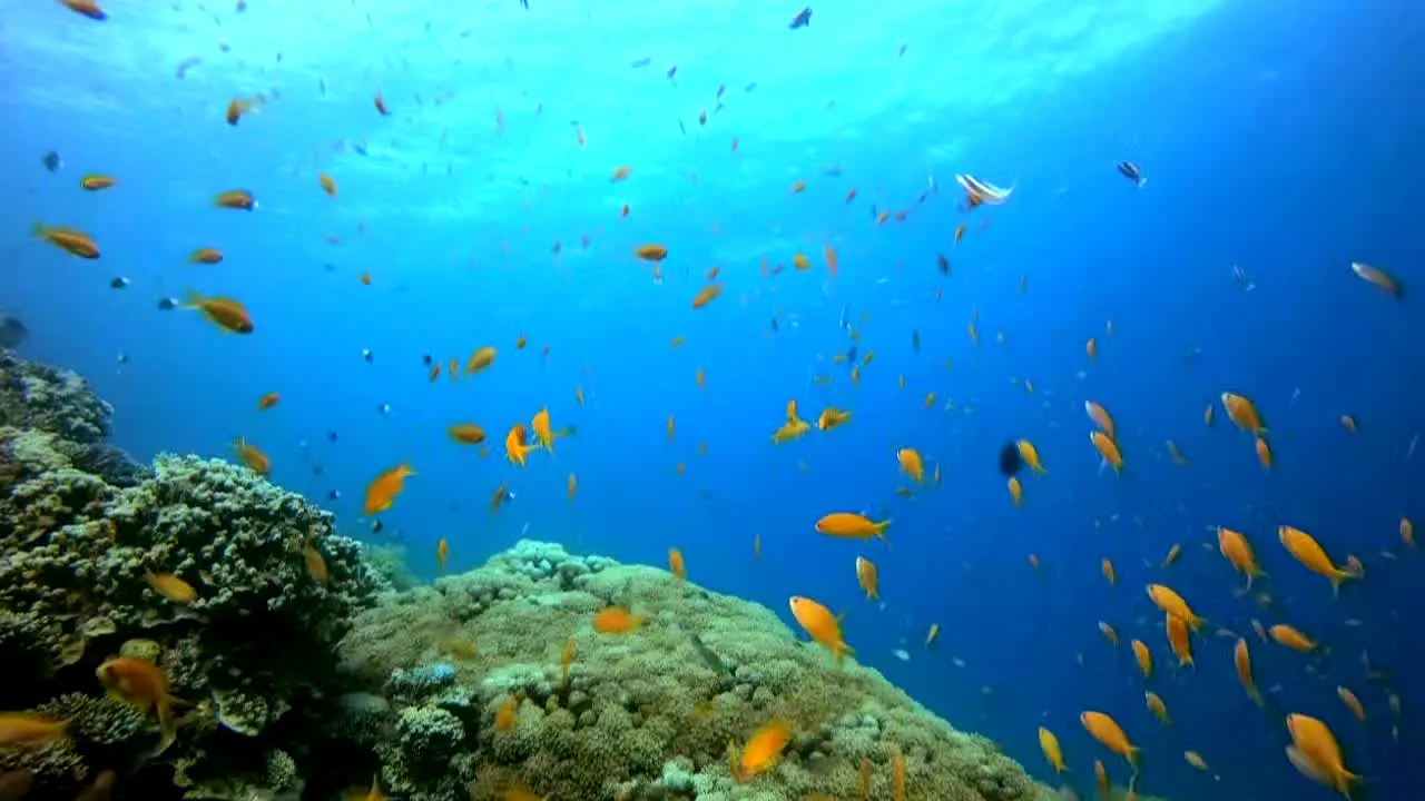Ocean Vibes en direct