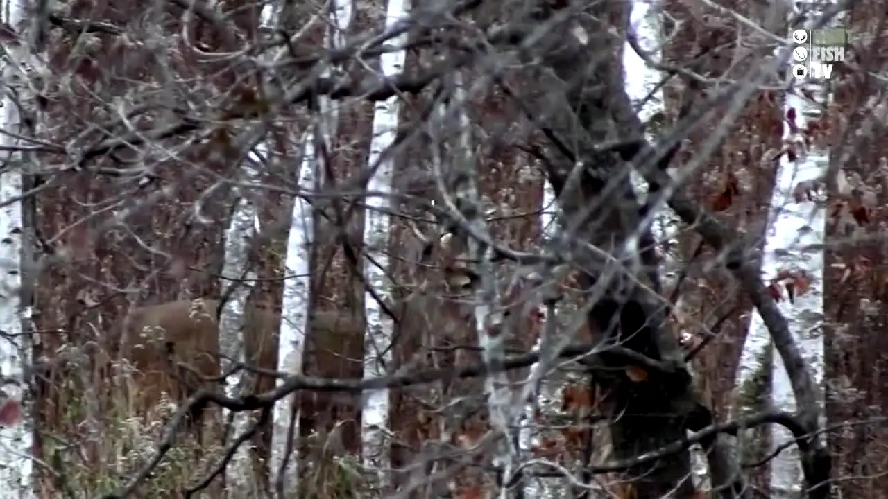 Hunt Fish TV live