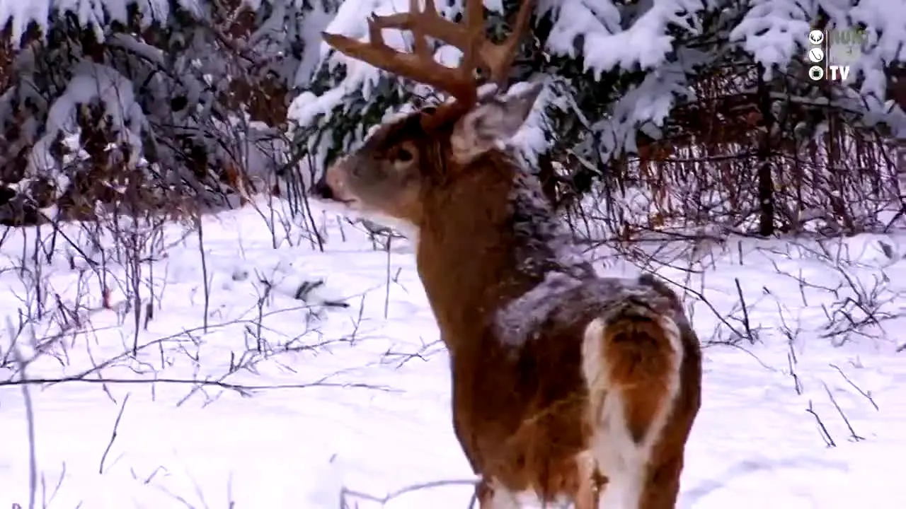 Hunt Fish TV live