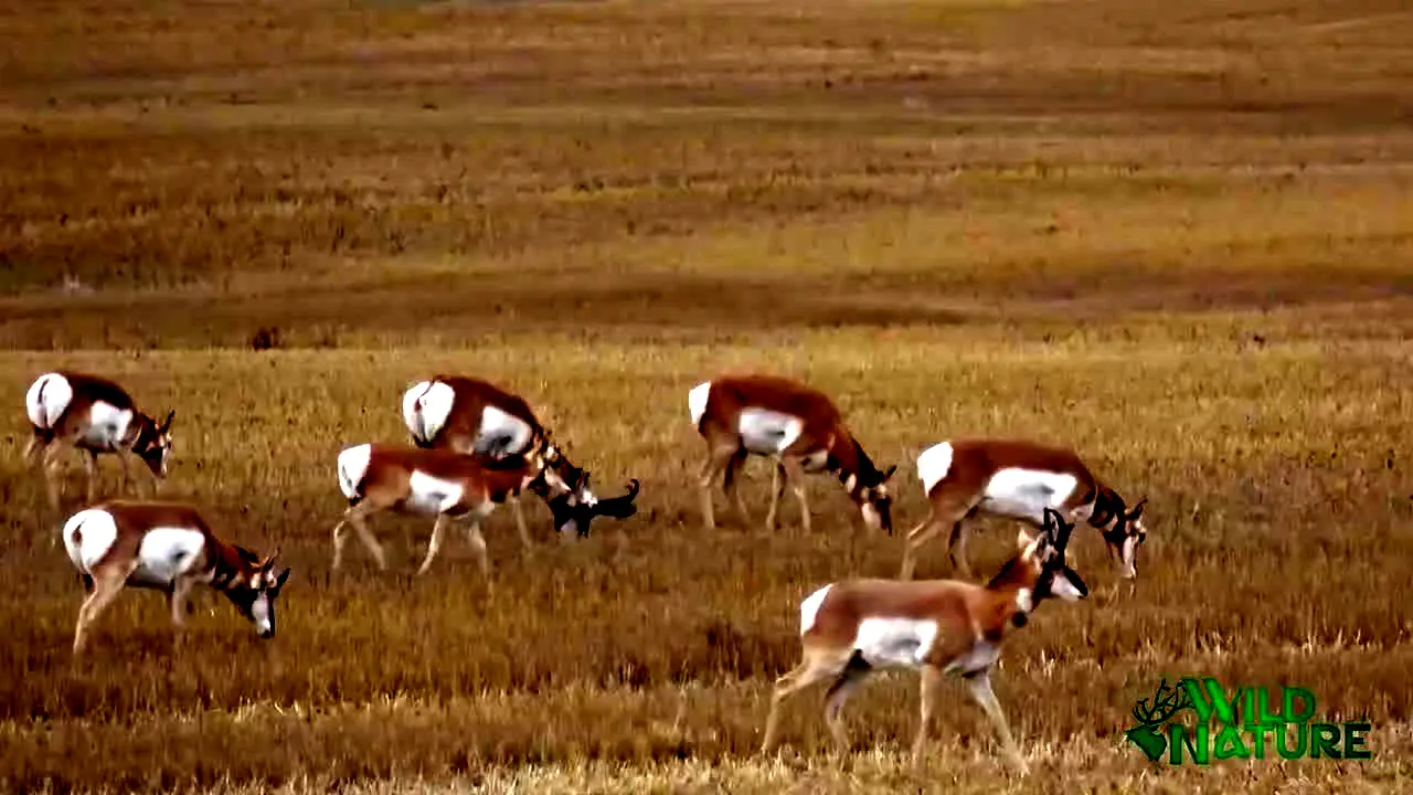 Wild Nature live