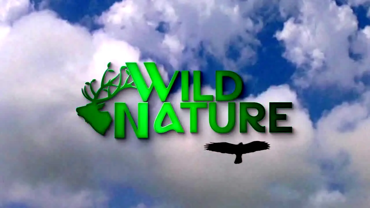 Wild Nature en direct