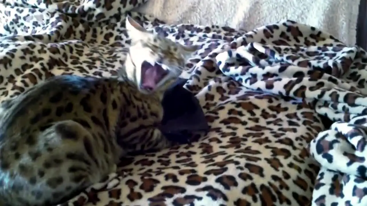 Animal Planet live