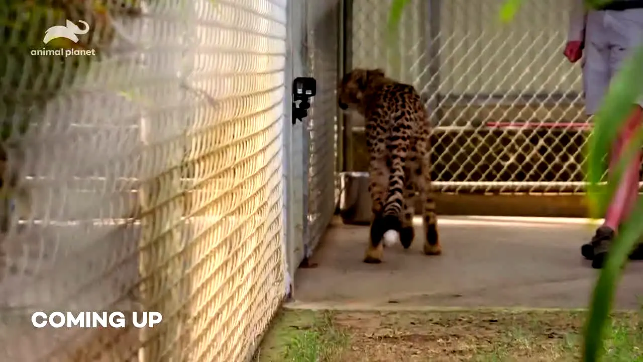 Animal Planet live