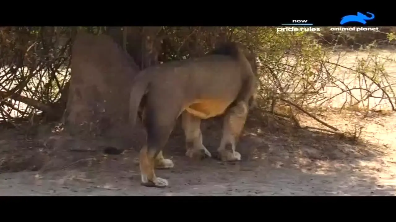 Animal Planet live