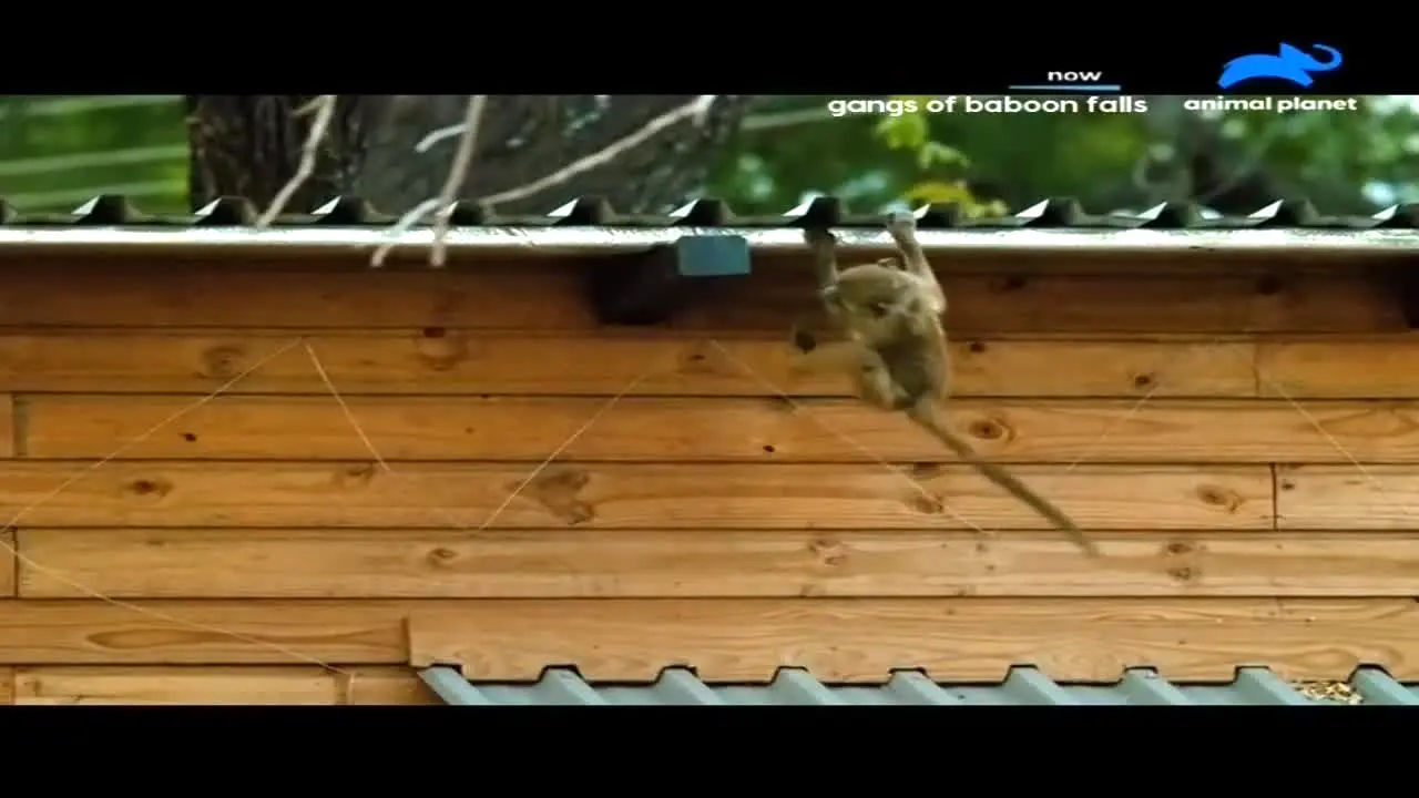 Animal Planet live