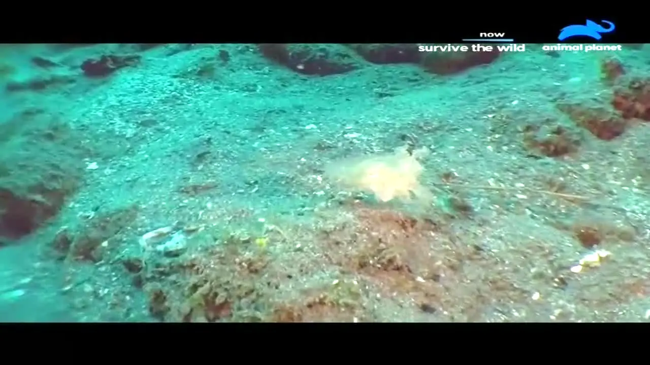 Animal Planet in diretta