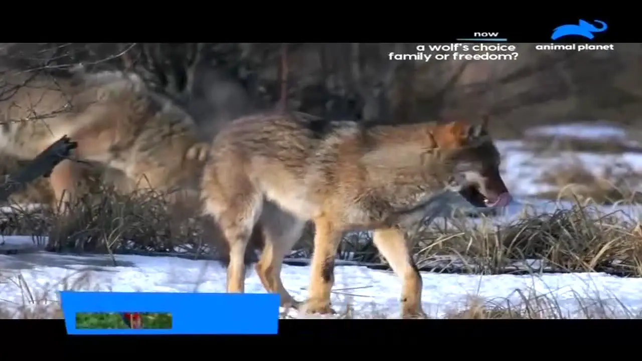 Animal Planet ao vivo