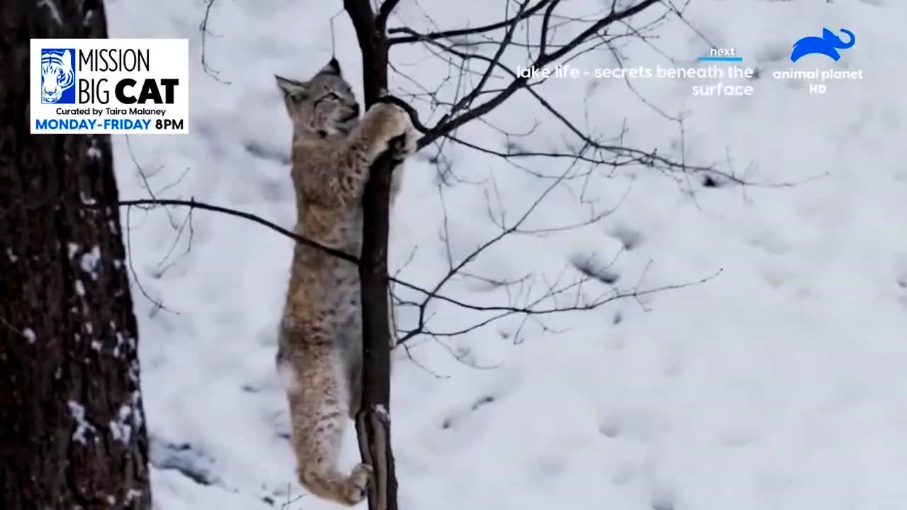 Animal Planet live