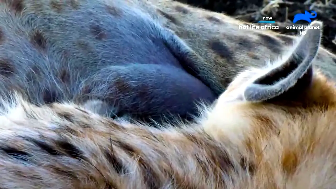 Animal Planet live