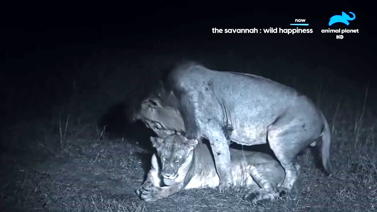 Animal Planet in diretta