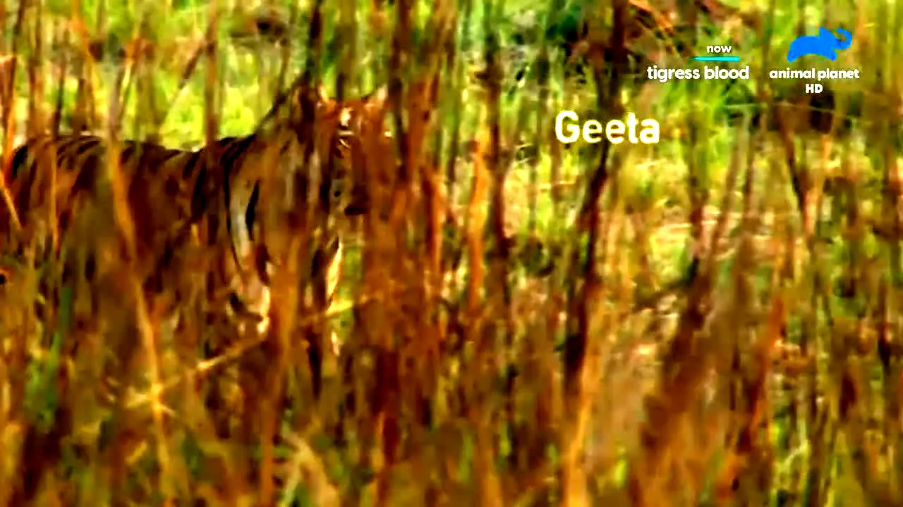 Animal Planet live