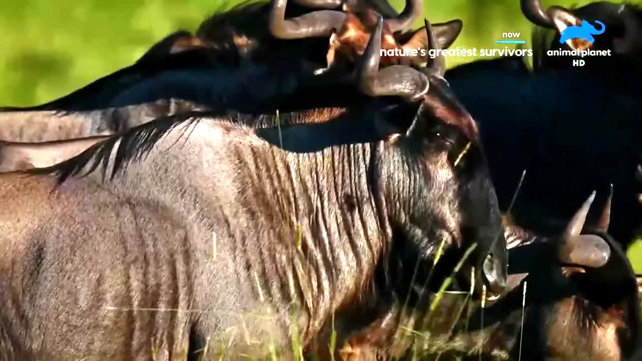 Animal Planet na żywo